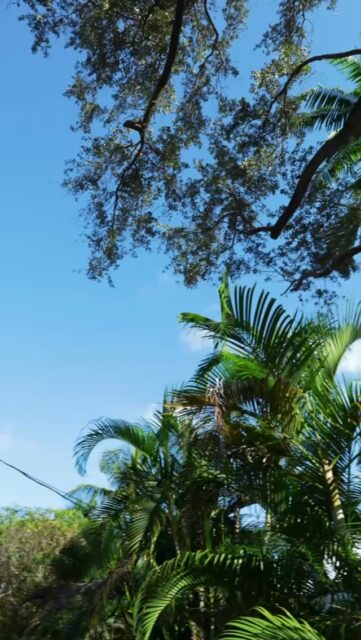 ⚡️Project No. 3927

Powering possibility with precision ☀️🔋

This breathtaking home in the heart of Pinecrest is now running on a 16.5kW solar system featuring advanced Enphase microinverters and reliable battery backup paired with high-efficiency Junior Solar panels for maximum performance.

Surrounded by beautiful, mature vegetation, this project proves that shade isn’t the issue it’s mastering a system design that works for you. With module level optimization from Enphase IQ8 + technology, each panel performs independently, allowing us to design smarter and produce more, even in complex environments.

Visit our web for a FREE Estimate
🔗www.gcsolarelectric.com
📞24/7 Support: 305-917-9282
📍7265 NW 25th Street, Miami, Florida

#SolarEnergy #Enphase #BatteryBackup #SmartSolar #CleanEnergy